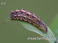 larve (1684*1263)